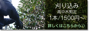 刈り込み　高中木剪定　1本/1,500円〜